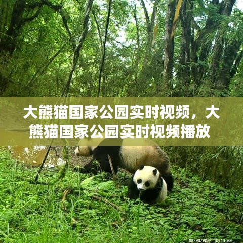大熊猫国家公园实时视频,大熊猫国家公园实时视频播放