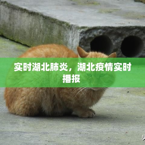 实时湖北肺炎,湖北疫情实时播报