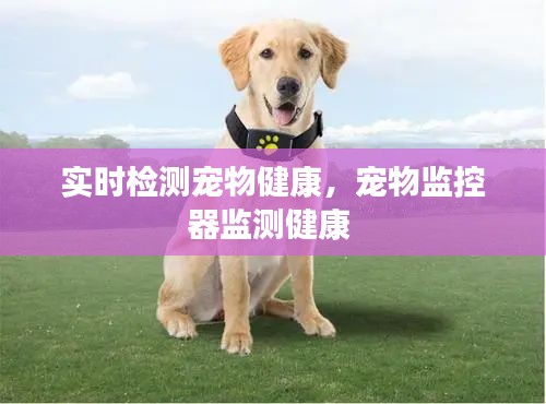 实时检测宠物健康,宠物监控器监测健康