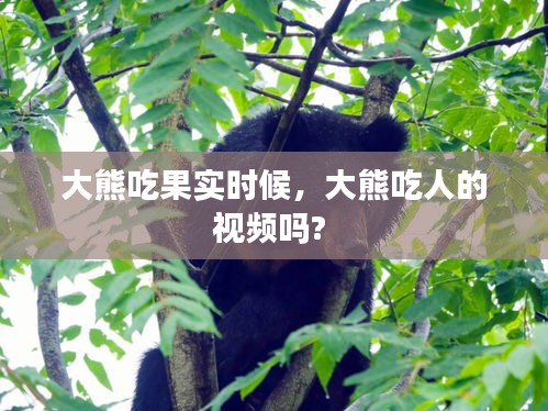 大熊吃果实时候,大熊吃人的视频吗?