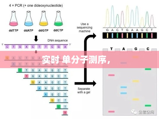 实时 单分子测序,