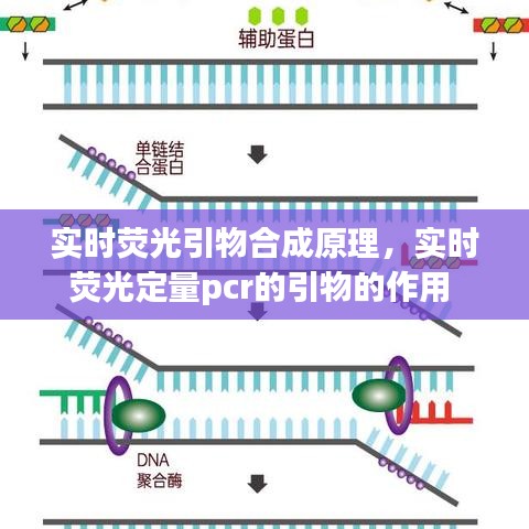 实时荧光引物合成原理,实时荧光定量pcr的引物的作用