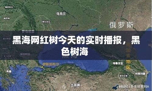 黑海网红树今天的实时播报,黑色树海