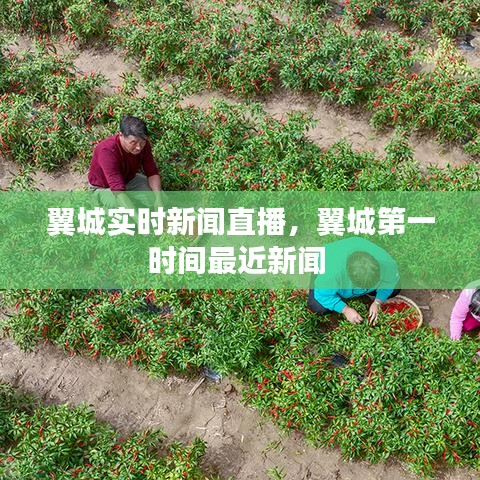 翼城实时新闻直播,翼城第一时间最近新闻