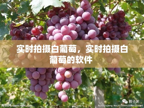 实时拍摄白葡萄,实时拍摄白葡萄的软件