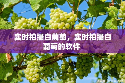 实时拍摄白葡萄,实时拍摄白葡萄的软件