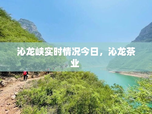 沁龙峡实时情况今日,沁龙茶业