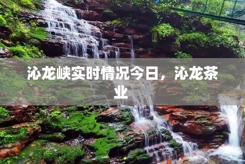 沁龙峡实时情况今日,沁龙茶业