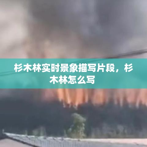杉木林实时景象描写片段,杉木林怎么写