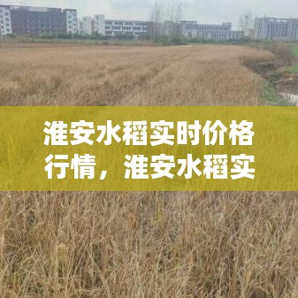 淮安水稻实时价格行情,淮安水稻实时价格行情最新