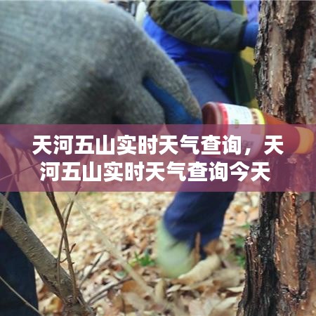天河五山实时天气查询,天河五山实时天气查询今天