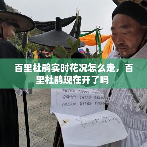 百里杜鹃实时花况怎么走,百里杜鹃现在开了吗