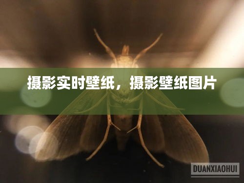 摄影实时壁纸,摄影壁纸图片