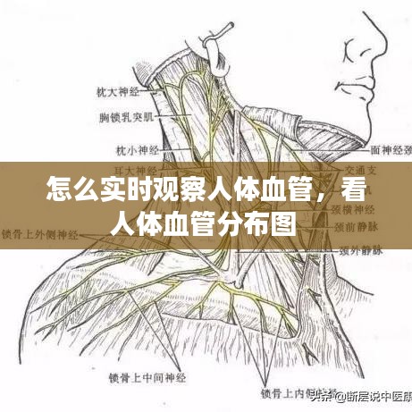 怎么实时观察人体血管,看人体血管分布图