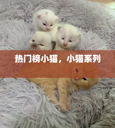 热门榜小猫,小猫系列