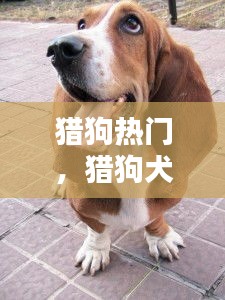 猎狗热门,猎狗犬图片