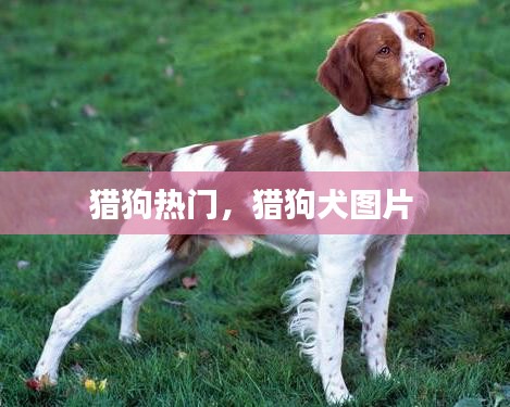 猎狗热门,猎狗犬图片