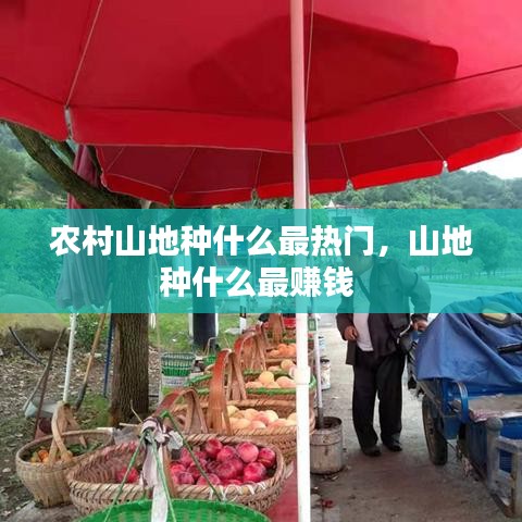 农村山地种什么最热门,山地种什么最赚钱