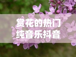 赏花的热门纯音乐抖音,配赏花的音乐