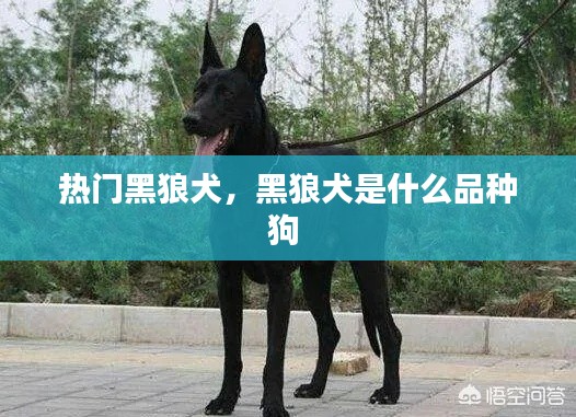 热门黑狼犬,黑狼犬是什么品种狗