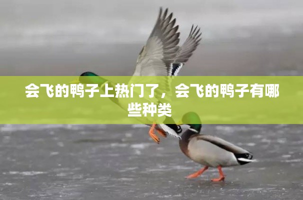 会飞的鸭子上热门了,会飞的鸭子有哪些种类