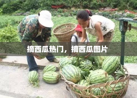 摘西瓜热门,摘西瓜图片