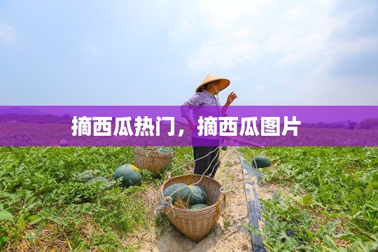 摘西瓜热门,摘西瓜图片