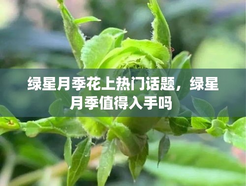 绿星月季花上热门话题,绿星月季值得入手吗