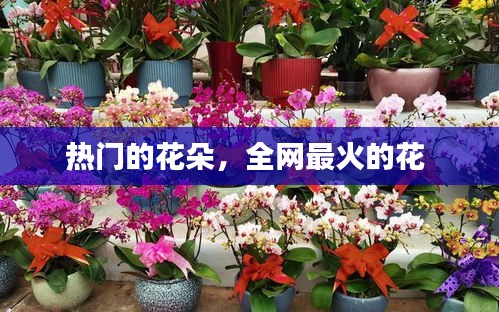 热门的花朵,全网最火的花
