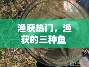 渔获热门,渔获的三种鱼