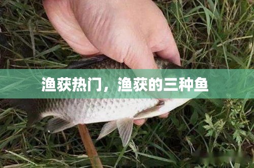 渔获热门,渔获的三种鱼