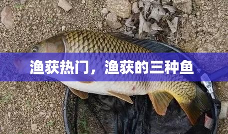 渔获热门,渔获的三种鱼