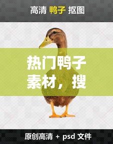 热门鸭子素材,搜索鸭子的图
