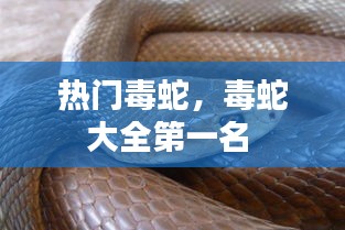 热门毒蛇,毒蛇大全第一名
