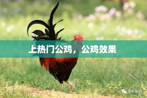 上热门公鸡,公鸡效果