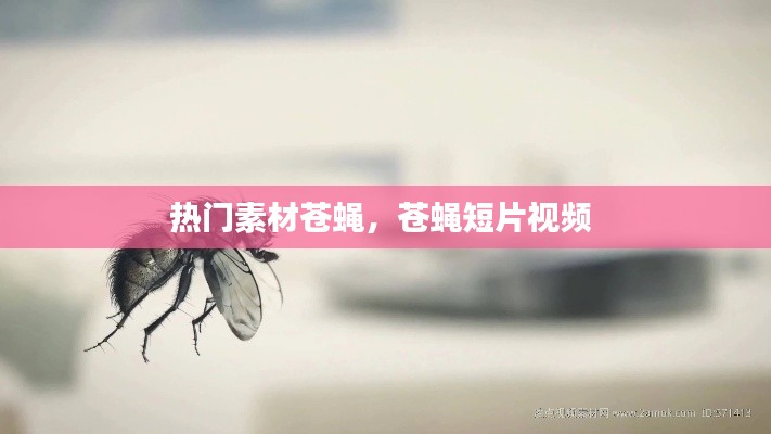 热门素材苍蝇,苍蝇短片视频
