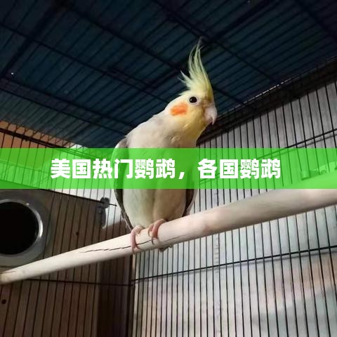 美国热门鹦鹉,各国鹦鹉