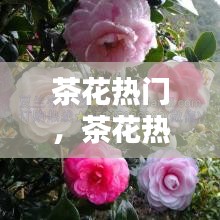 茶花热门,茶花热门产品排行榜