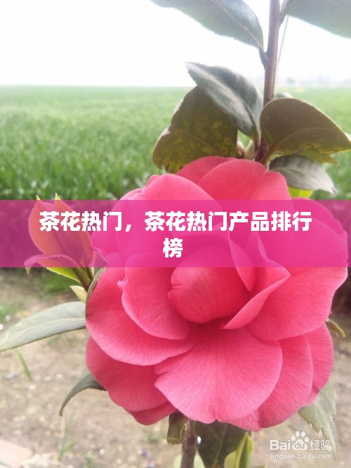 茶花热门,茶花热门产品排行榜