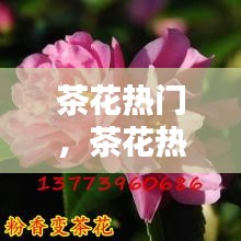 茶花热门,茶花热门产品排行榜