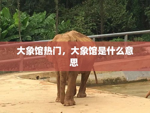 大象馆热门,大象馆是什么意思