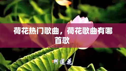 荷花热门歌曲,荷花歌曲有哪首歌