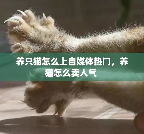 养只猫怎么上自媒体热门,养猫怎么卖人气