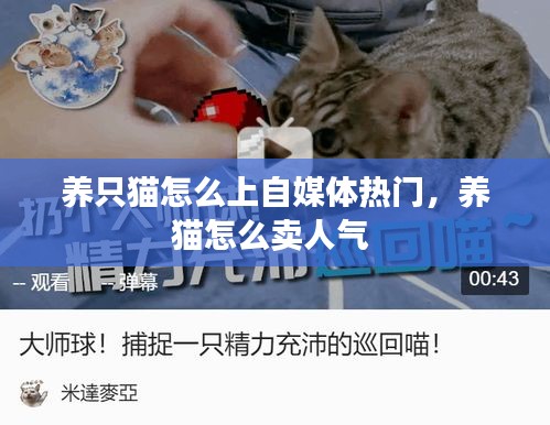 养只猫怎么上自媒体热门,养猫怎么卖人气
