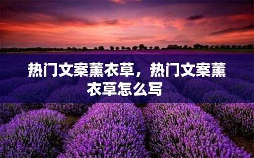 热门文案薰衣草,热门文案薰衣草怎么写
