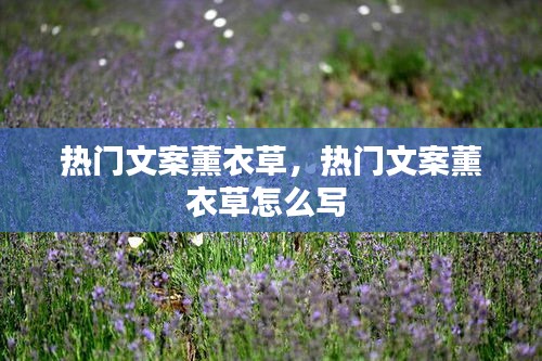 热门文案薰衣草,热门文案薰衣草怎么写