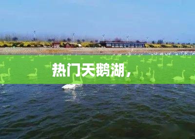 热门天鹅湖,