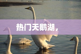 热门天鹅湖,