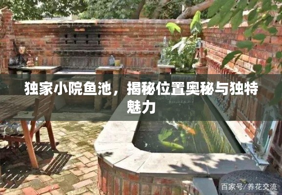独家小院鱼池,揭秘位置奥秘与独特魅力