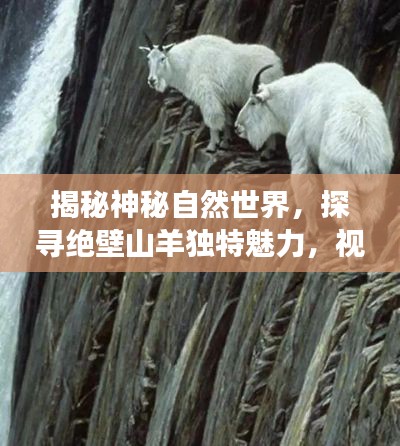 揭秘神秘自然世界,探寻绝壁山羊独特魅力,视频探索之旅